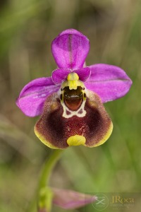 Ophrys × bodegomii Benito , C.E.Hermos. & Soca