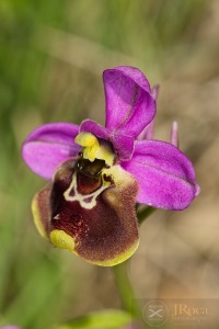 Ophrys × bodegomii Benito , C.E.Hermos. & Soca