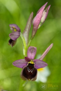 Ophrys × bodegomii Benito , C.E.Hermos. & Soca