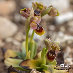 Ophrys x donatiae. (= O. dianica y O. tenthredinifera) Pablo TEJEDOR SIGNES, Santiago CATALÀ GARCÍA & Javier SOSPEDRA CISCAR