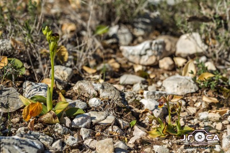 Ophrys x donatiae. (= O. dianica y O. tenthredinifera) Pablo TEJEDOR SIGNES, Santiago CATALÀ GARCÍA & Javier SOSPEDRA CISCAR