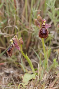 Ophrys x heraultii G. Keller ex W.J. Schrenk 1971