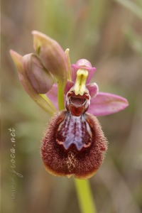 Ophrys x heraultii G. Keller ex W.J. Schrenk 1971