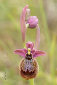 Ophrys x heraultii G. Keller ex W.J. Schrenk 1971