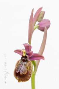 Ophrys x heraultii G. Keller ex W.J. Schrenk 1971