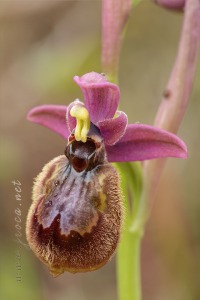 Ophrys x heraultii G. Keller ex W.J. Schrenk 1971