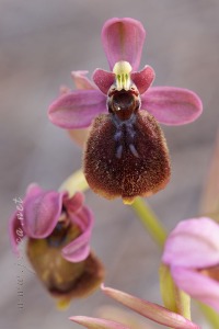 Ophrys x heraultii G. Keller ex W.J. Schrenk 1971