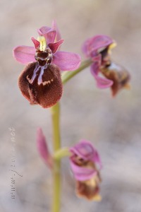 Ophrys x heraultii G. Keller ex W.J. Schrenk 1971