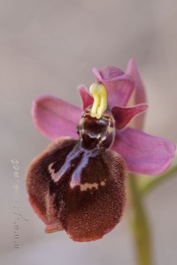 Ophrys x heraultii G. Keller ex W.J. Schrenk 1971
