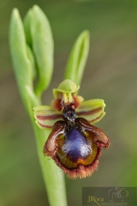 Ophrys × innominata D.Tyteca & B.Tyteca