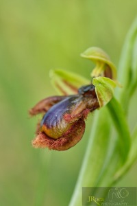 Ophrys × innominata D.Tyteca & B.Tyteca