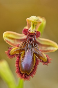 Ophrys × innominata D.Tyteca & B.Tyteca