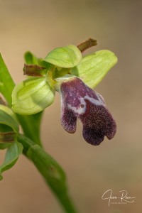 Ophrys × juarezi J.I. Peris
