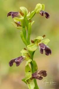 Ophrys × juarezi J.I. Peris