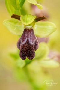 Ophrys × juarezi J.I. Peris