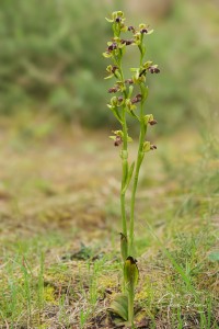 Ophrys × juarezi J.I. Peris