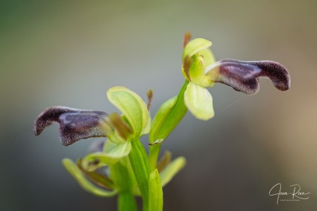 Ophrys × juarezi J.I. Peris