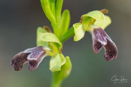 Ophrys × juarezi J.I. Peris