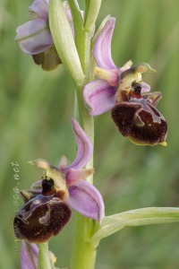 Ophrys x llenasii Sennen ex E.G.Camus, 1929