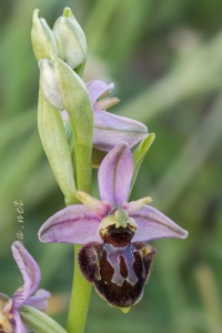 Ophrys x llenasii Sennen ex E.G.Camus, 1929