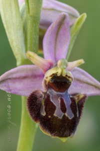 Ophrys x llenasii Sennen ex E.G.Camus, 1929
