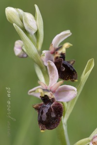 Ophrys x llenasii Sennen ex E.G.Camus, 1929