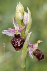 Ophrys x llenasii Sennen ex E.G.Camus, 1929