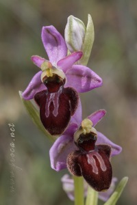 Ophrys x llenasii Sennen ex E.G.Camus, 1929
