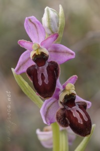 Ophrys x llenasii Sennen ex E.G.Camus, 1929