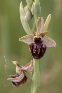 Ophrys x llenasii Sennen ex E.G.Camus, 1929