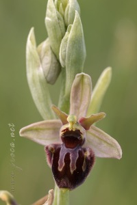 Ophrys x llenasii Sennen ex E.G.Camus, 1929