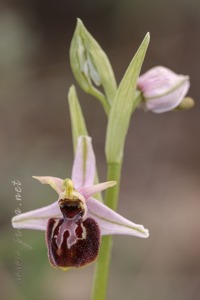 Ophrys x llenasii Sennen ex E.G.Camus, 1929