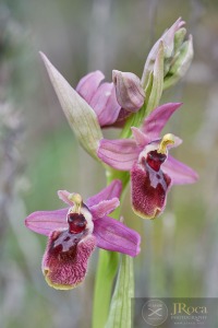 Ophrys x manfredoniae DO. Danesch & E. Danesch 1972 nothosubsp. cerrogordensis D. Garcia & F. Márquez 2013