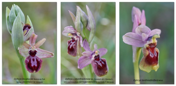Ophrys x manfredoniae DO. Danesch & E. Danesch 1972 nothosubsp. cerrogordensis D. Garcia & F. Márquez 2013