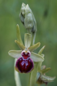 Ophrys ×montalciniae nothosubsp. montalciniae Gennaio, Gargiulo, Medagli & Chetta