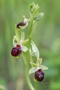 Ophrys ×montalciniae nothosubsp. montalciniae Gennaio, Gargiulo, Medagli & Chetta