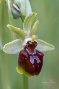 Ophrys ×montalciniae nothosubsp. montalciniae Gennaio, Gargiulo, Medagli & Chetta