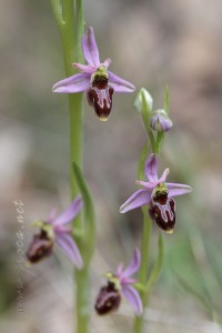 Ophrys x olostensis O.Danesch y E.Danesch 1972