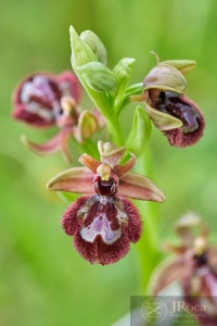 Ophrys x pantaliciensis Kolmüller, Riech. & Schöb. 1991