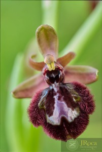 Ophrys x pantaliciensis Kolmüller, Riech. & Schöb. 1991
