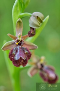 Ophrys x pantaliciensis Kolmüller, Riech. & Schöb. 1991