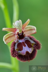 Ophrys x pantaliciensis Kolmüller, Riech. & Schöb. 1991