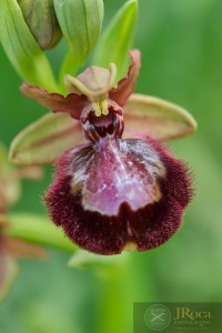 Ophrys x pantaliciensis Kolmüller, Riech. & Schöb. 1991
