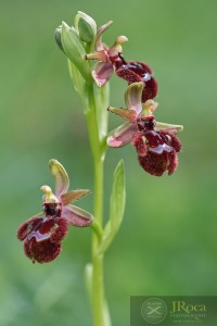 Ophrys x pantaliciensis Kolmüller, Riech. & Schöb. 1991