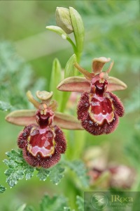 Ophrys x pantaliciensis Kolmüller, Riech. & Schöb. 1991