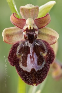 Ophrys x pantaliciensis Kolmüller, Riech. & Schöb. 1991
