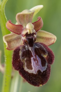 Ophrys x pantaliciensis Kolmüller, Riech. & Schöb. 1991