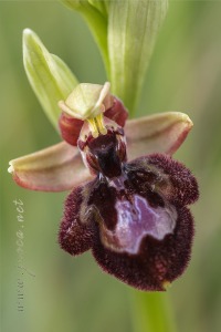 Ophrys x pantaliciensis Kolmüller, Riech. & Schöb. 1991