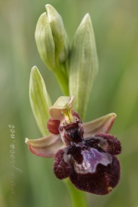 Ophrys x pantaliciensis Kolmüller, Riech. & Schöb. 1991
