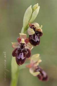 Ophrys x pantaliciensis Kolmüller, Riech. & Schöb. 1991
